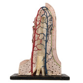 HUMAN INTESTINAL VILLUS MODEL,