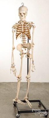 HUMAN SKELETON ACADEMIC MODELH