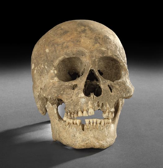 Human Skull,  of unknown origin,