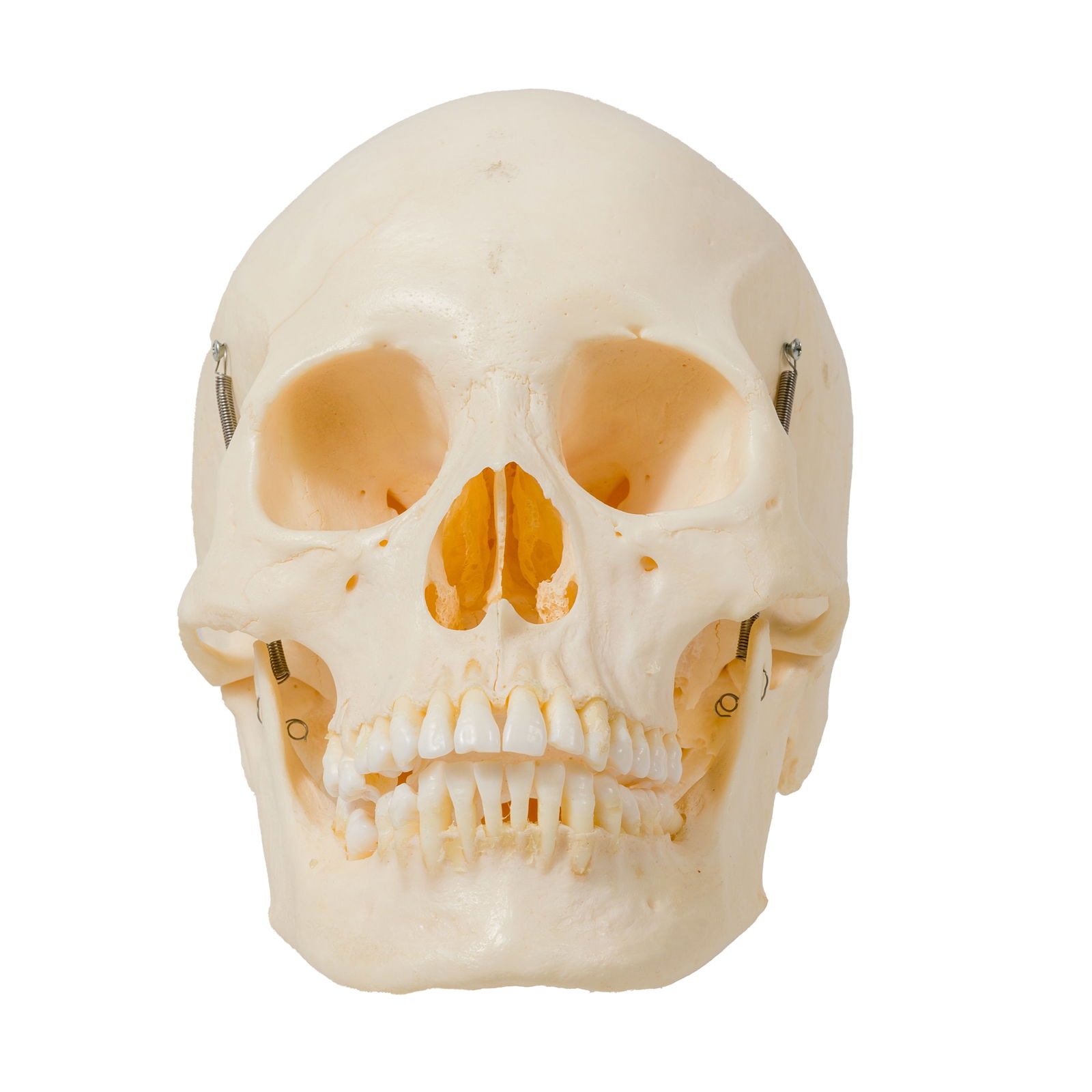 HUMAN SKULLHuman SkullHuman skull