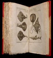 ICHTYOLOGY: BERNARD GERMAIN ET