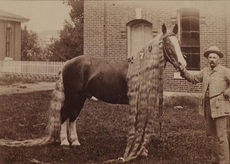 I.L. HAMMOND LEWISTON ME: HORSE AND