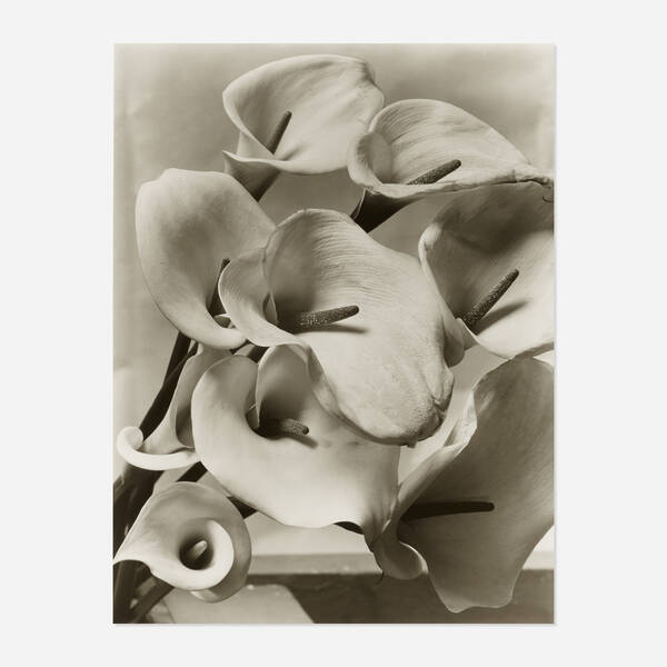Imogen Cunningham 1883–1976.