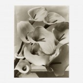 Imogen Cunningham 1883–1976. C