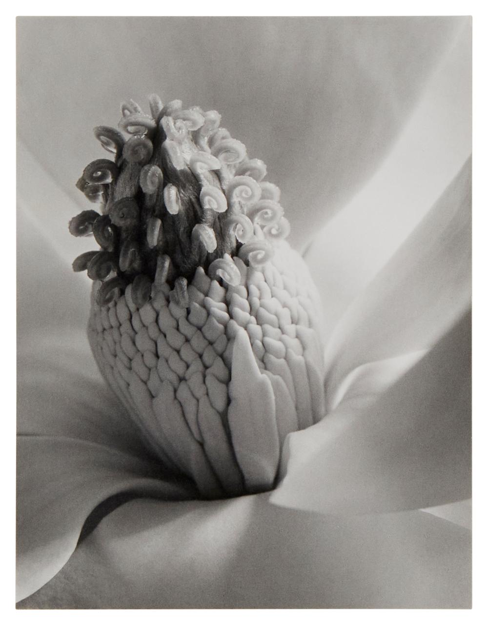 IMOGEN CUNNINGHAM (1883-1976),
