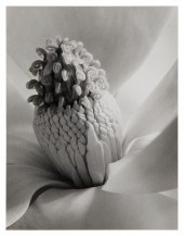 IMOGEN CUNNINGHAM (1883-1976),