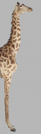 IMPRESSIVE MAASAI GIRAFFE HALF