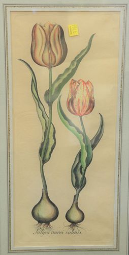 IN THE MANNER OF BASILIUS BESLER,
