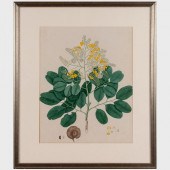 INDIAN COMPANY SCHOOL: BOTANIC