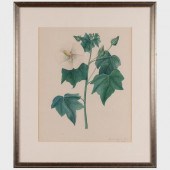 INDIAN COMPANY SCHOOL: BOTANIC