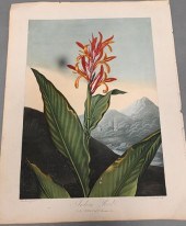 "INDIAN REED" HAND COLORED ENG