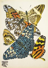 (INSECTS BUTTERFLIES) SEGUY E.