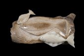 INUIT CARVING OF HALIBUT FETIS