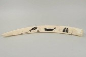 INUIT SCRIMSHAW WALRUS TUSKInu