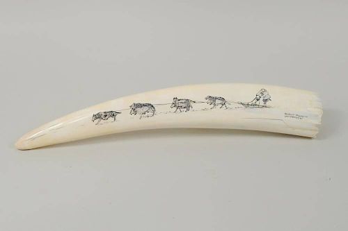 INUIT SCRIMSHAW WALRUS TUSKInuit