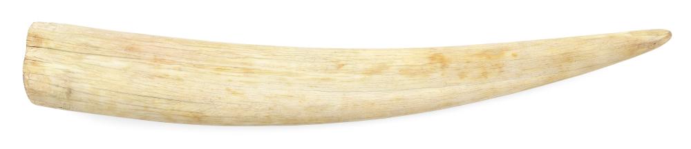 INUIT WALRUS TUSK ALASKA, 1904