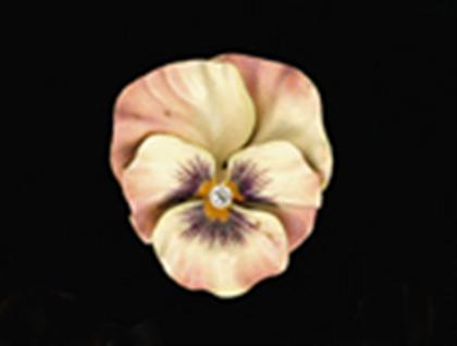 Iridescent enamel pansy pin   