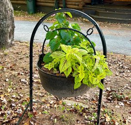Iron cauldron planter lawn