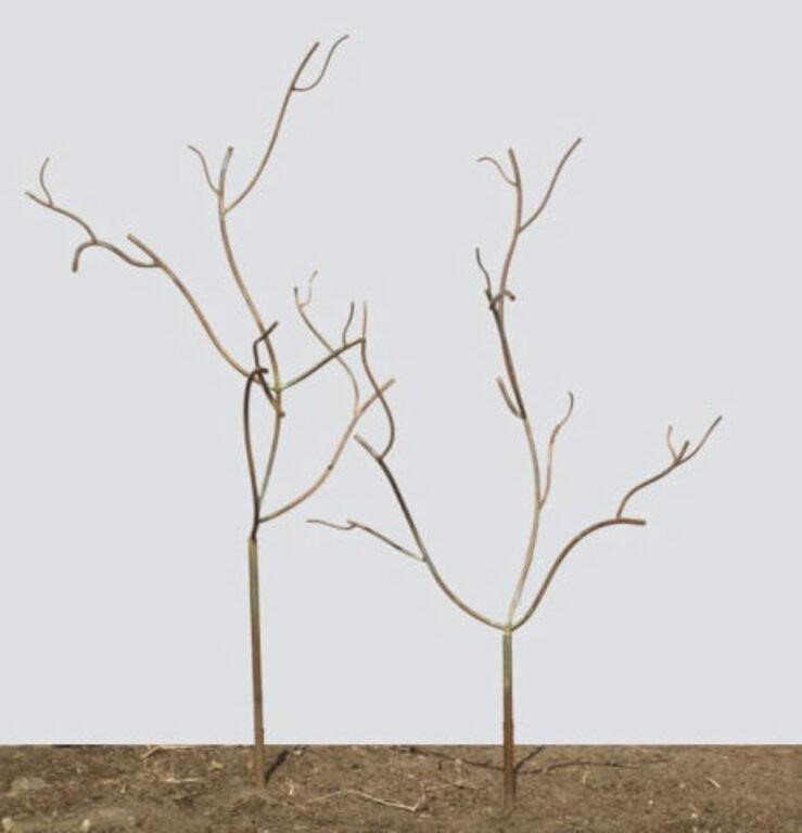 IRON GARDEN TREESA pair of
