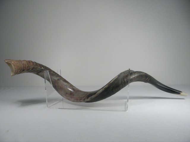 Israeli Ram's horn shofar.