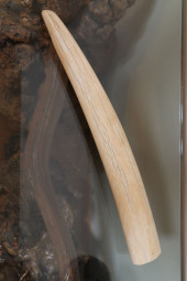 IVORY FOSSIL WALRUS TUSK 20.5"