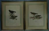 J & E Gould, 2 colored bird li