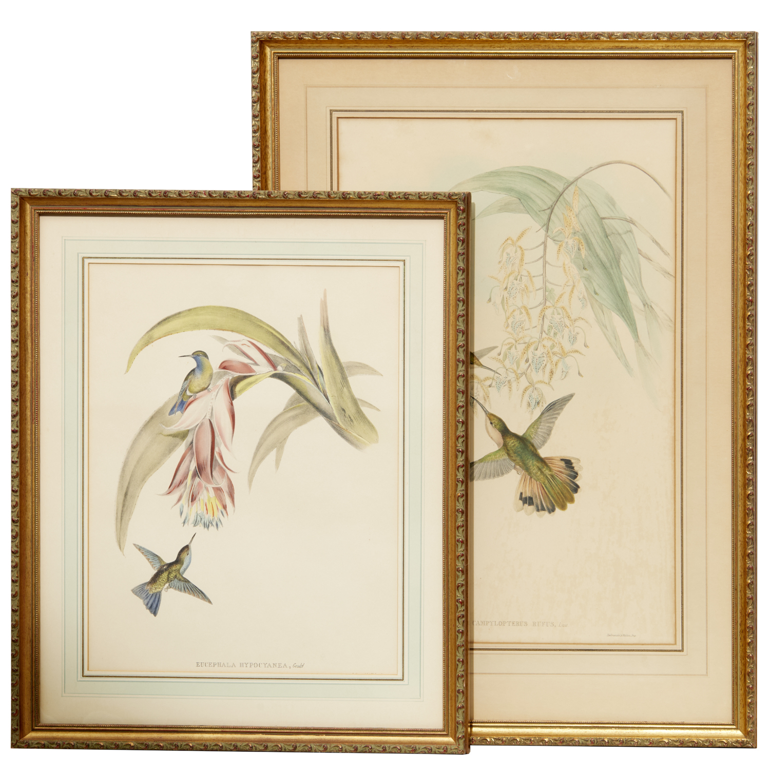 J. GOULD, (2) HUMMINGBIRD