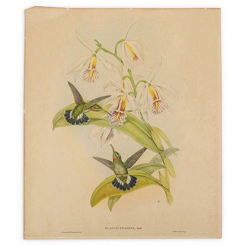 J. GOULD & H.C. RICHTER BIRD