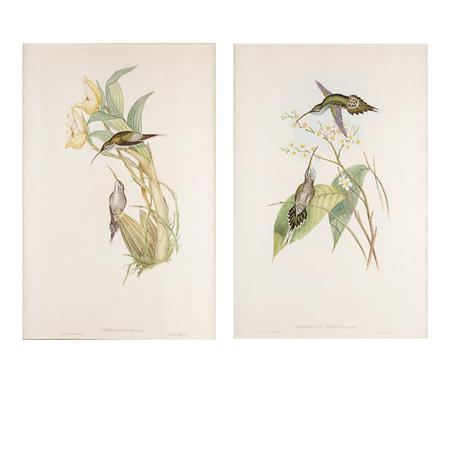 J. Gould & H.C. Richter [HUMMERBIRD
