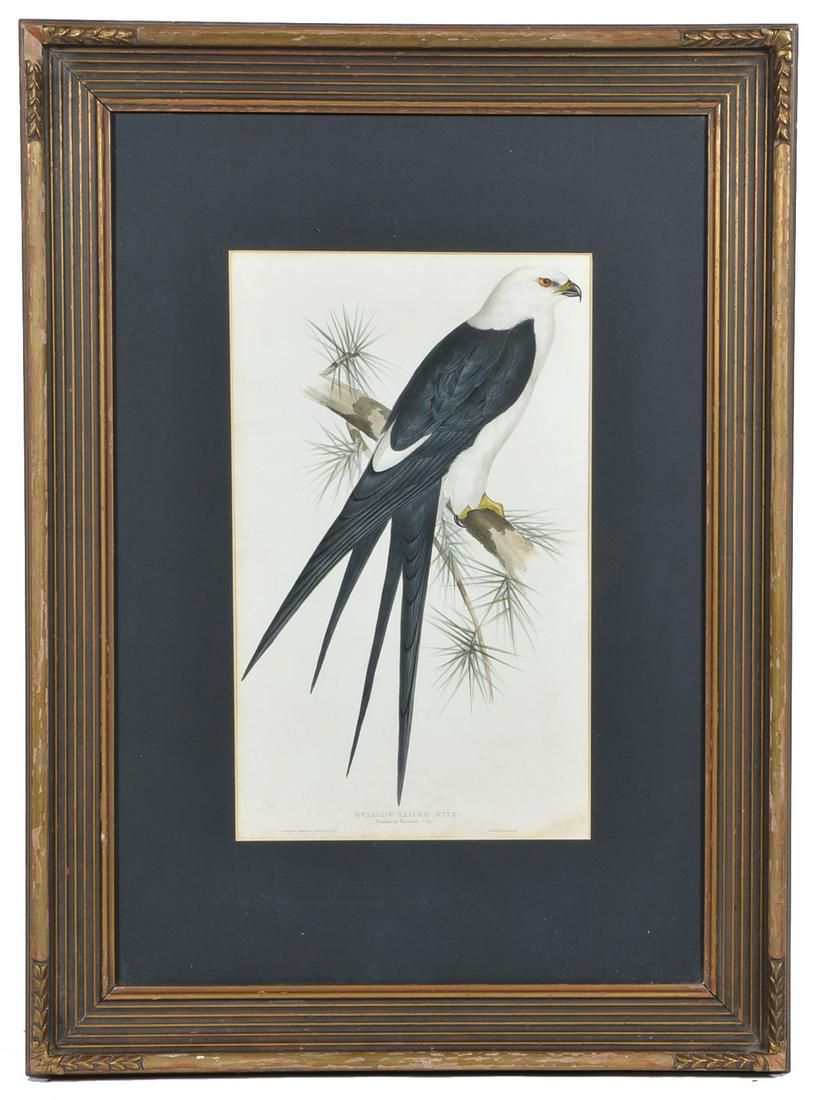 J GOULD, SWALLOW TAILED KITE