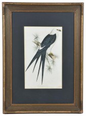 J GOULD, SWALLOW TAILED KITE C