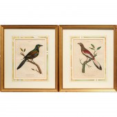 J. PASS, PAIR ORNITHOLOGICAL E
