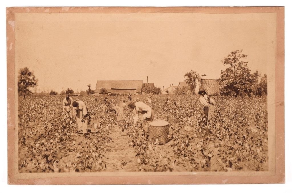 JACKSONVILLE PHOTOGRAPH PICKING