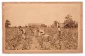 JACKSONVILLE PHOTOGRAPH PICKIN