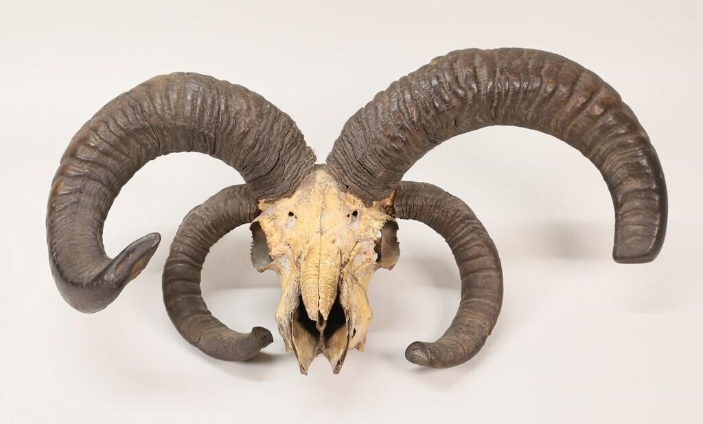 JACOB SHEEP SKULL VINTAGE
