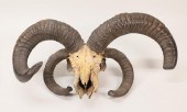 JACOB SHEEP SKULL VINTAGE TAXI