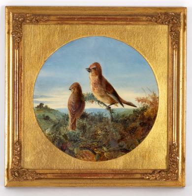 James Bradley/Finches in