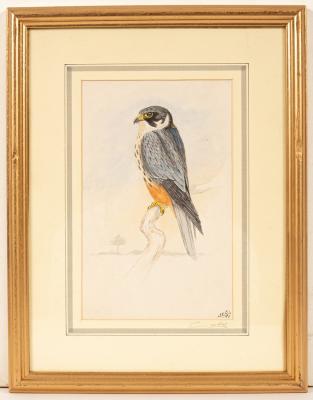 James E Cooke (20th Century)/Bird