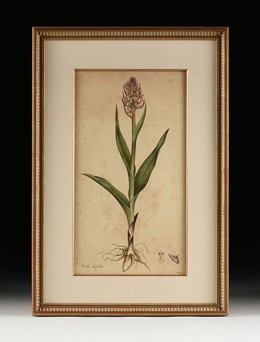 JAMES SOWERBY (ENGLISH 1757-1822) A