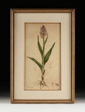 JAMES SOWERBY (ENGLISH 1757-18
