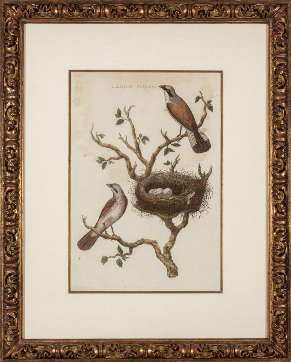 JAN CHRISTIAEN SEPP (DUTCH,
