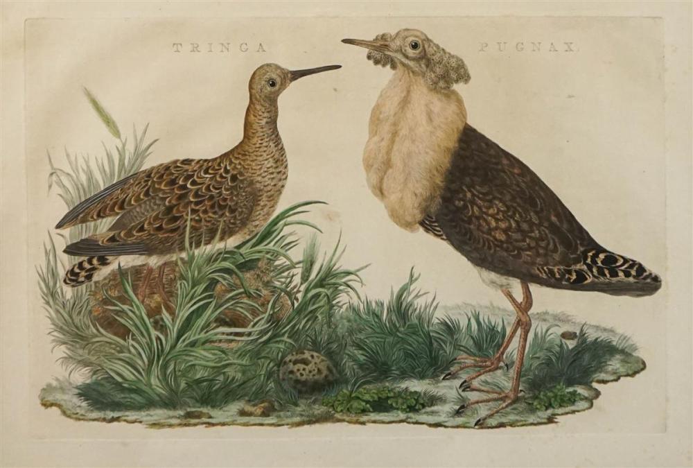 JAN CHRISTIAN SEPP (DUTCH,