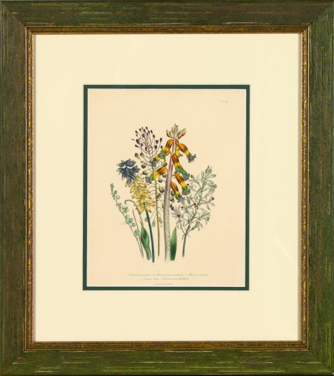 Jane Webb London (British, 19th