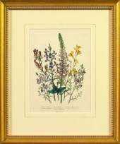 Jane Webb Loudon (British, 180