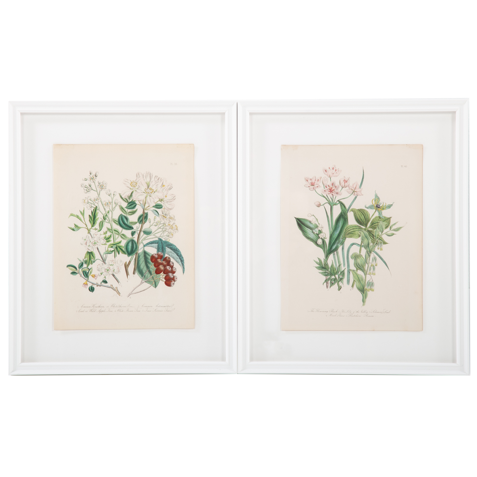 JANE WEBB LOUDON. TWO BOTANICAL