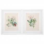 JANE WEBB LOUDON. TWO BOTANICA