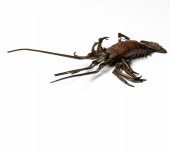 JAPANESE ARTICULATED COPPER Ja