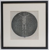 JAQUES HNIZDOVSKY "CONSTRUCTOR