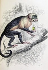 JARDINE (SIR W.) THE NATURALIS