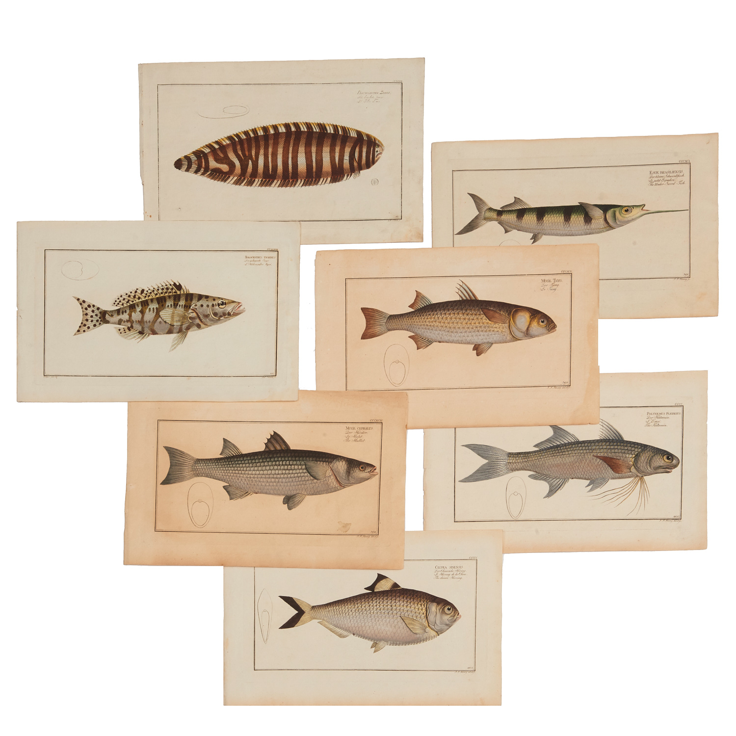 JEAN FREDERIC HENNIG, (7) FISH